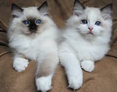 Whatsapp me +96555207281 Lovely Ragdoll kittens for sale 0