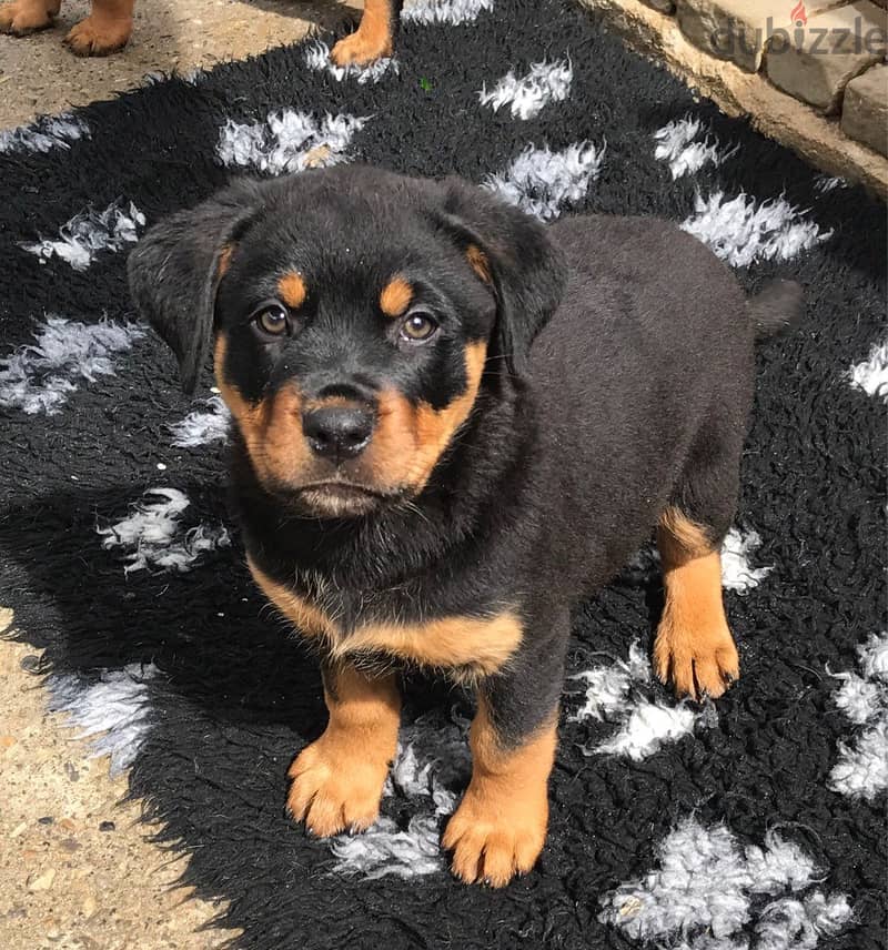 Whatsapp me +96555207281 Rottweiler  puppies for sale 1