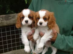 Whatsapp me +96555207281 Cavalier King Charles Spaniel puppies