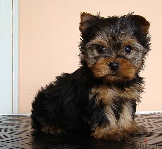 Whatsapp me +96555207281 Yorkshire Terrier puppies for sale 0