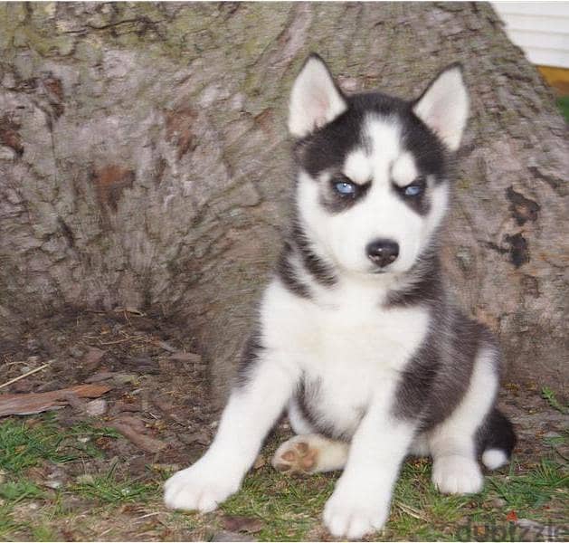 Whatsapp me +96555207281 Siberian Husky  puppies for sale 1