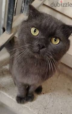 British Shorthair for adoption