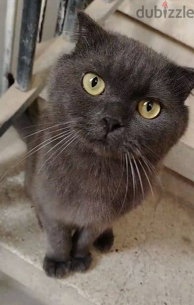 British Shorthair for adoption 0