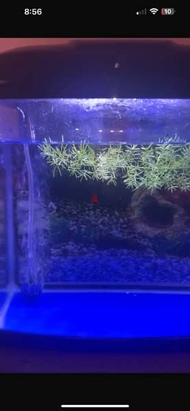 fish tank for sale 1