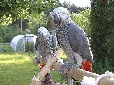 Whatsapp me +96555207281 House trained  African grey parrots for sale 0