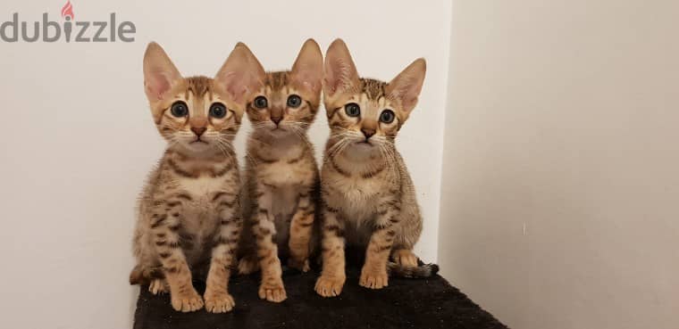 Whatsapp me +96555207281 Savannah kittens for sale 1