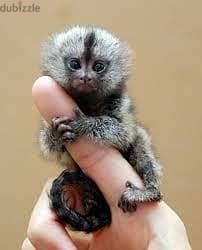 Whatsapp me +96555207281  Marmoset Monkeys for sale