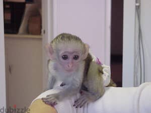 Whatsapp me +96555207281  Capuchin Monkeys for sale 0