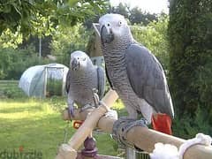 Whatsapp me +96555207281 African Grey parrots for sale