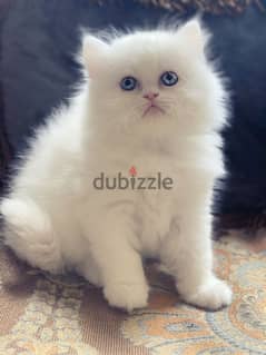 Whatsapp me +96555207281 shirazi kittens for sale