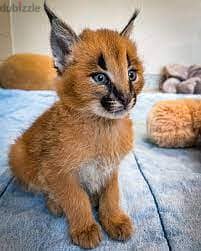 Whatsapp me +96555207281 Caracal  cats for sale 1