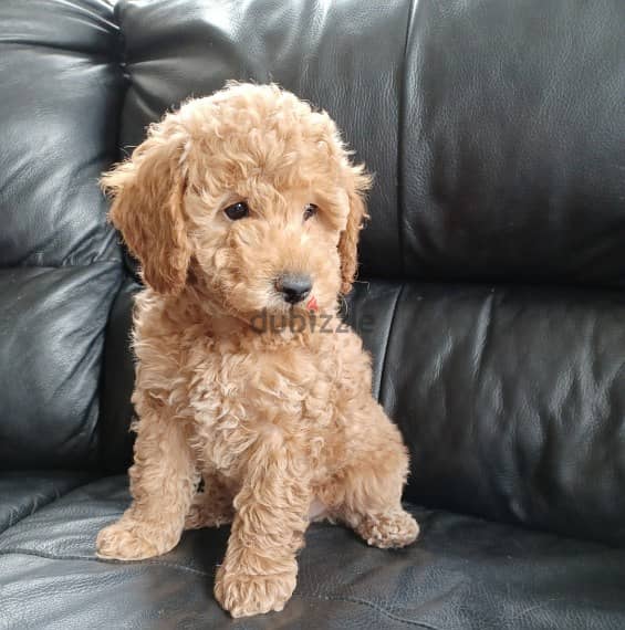 Whatsapp me +96555207281  Vaccinated Toy poodle puppies for sale 1