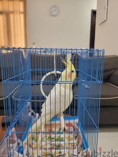 Healthy cockatiel with small cage for sale