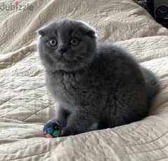 Scottish Fold Kitten