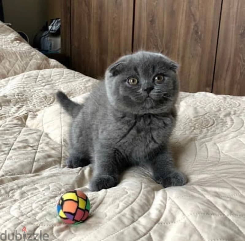 Scottish Fold Kitten 1