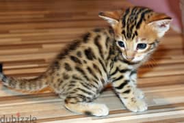 Whatsapp me +96555207281 Toyger kittens for sale