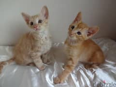 Whatsapp me +96555207281 LaPerm kittens for sale