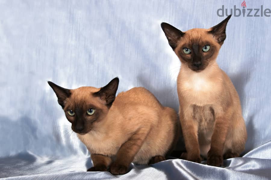 Whatsapp me +96555207281 Tonkinese kittens for sale 1