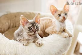 Whatsapp me +96555207281 Cornish Rex kittens for sale