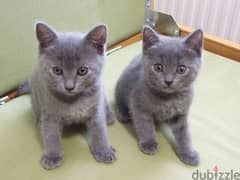 Whatsapp me +96555207281 Chartreux kittens for sale 0