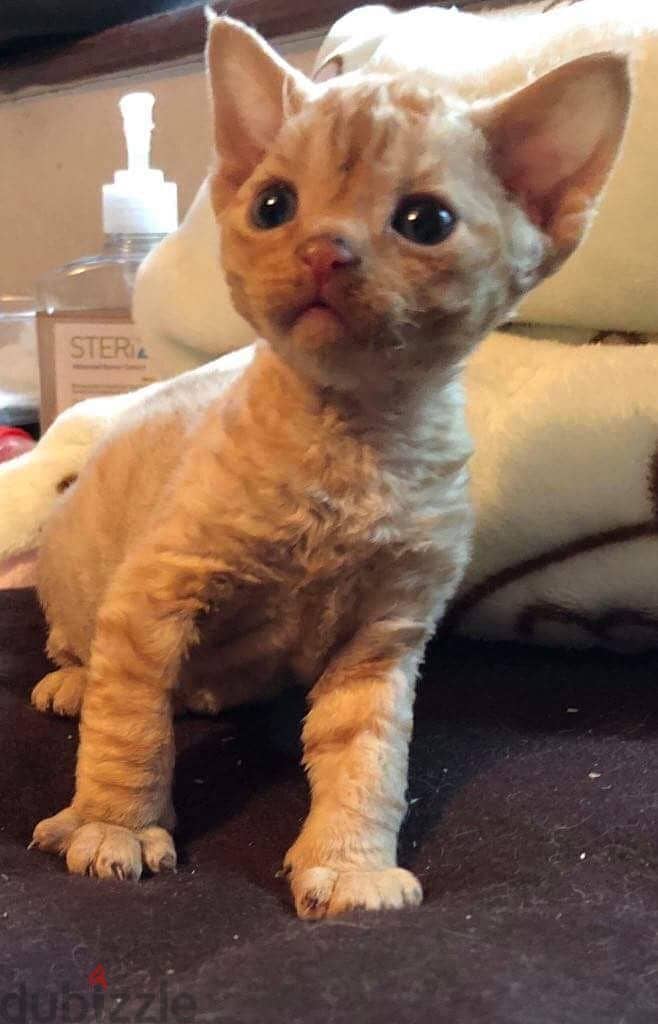 Whatsapp me +96555207281 Devon Rex kittens for sale 1