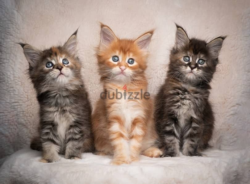 Whatsapp me +96555207281 Maine Coon kittens for sale 1