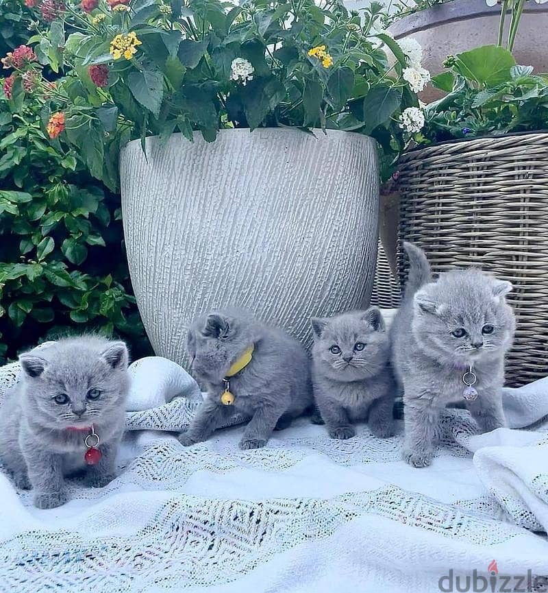 Whatsapp me +96555207281 British Shorthair kittens for sale 0