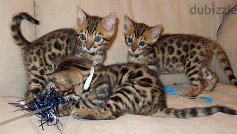 Whatsapp me +96555207281 Healthy Bengal kittens for sale 0