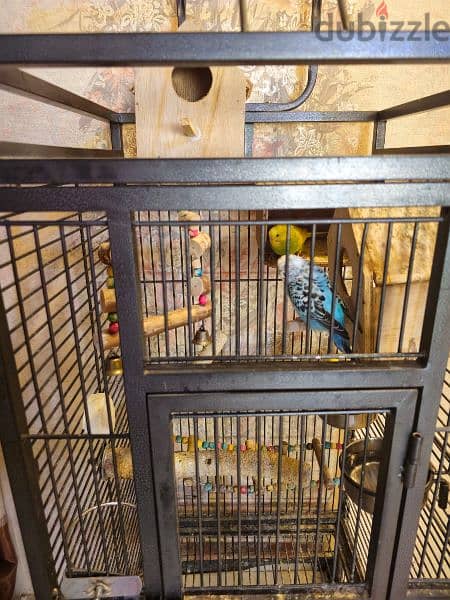 Birds Cage 4