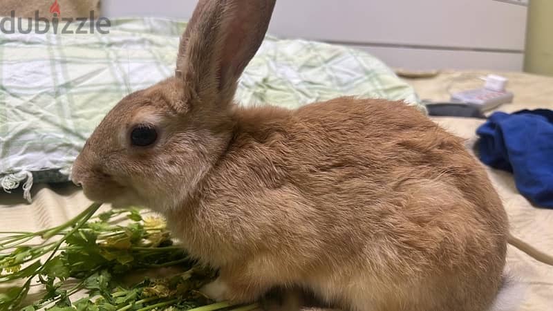 Beautiful Fluffly Rabbit for sale 0