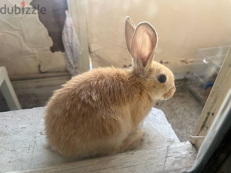 Beautiful Fluffly Rabbit for sale 2