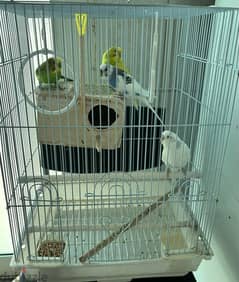 4 Love Birds with cage