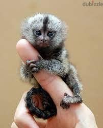 Whatsapp me +96555207281 Marmoset Monkeys for sale 0