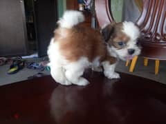 Whatsapp me +96555207281 Shih Tzu  puppies for sale