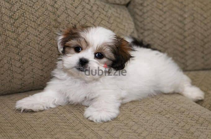 Whatsapp me +96555207281 Shih Tzu  puppies for sale 1