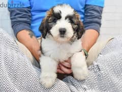 Whatsapp me +96555207281 Saint Berdoodle puppies for sale