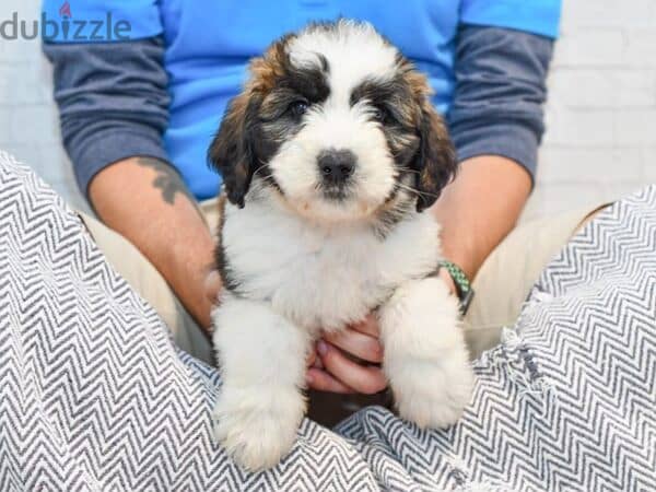 Whatsapp me +96555207281 Saint Berdoodle puppies for sale 0