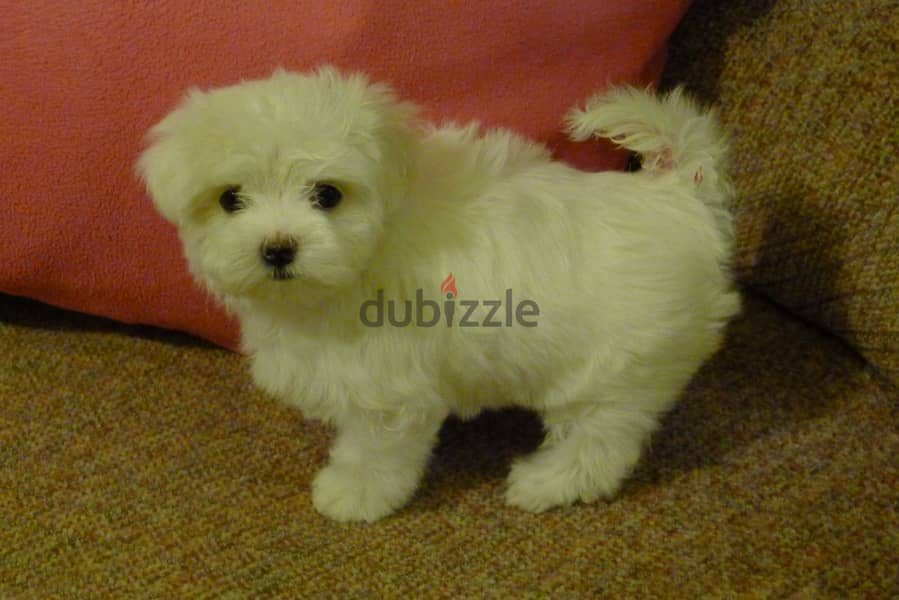 Whatsapp me +96555207281 Maltese puppies for sale 0