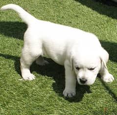 Whatsapp me +96555207281 Labrador Retriever  puppies for sale 0