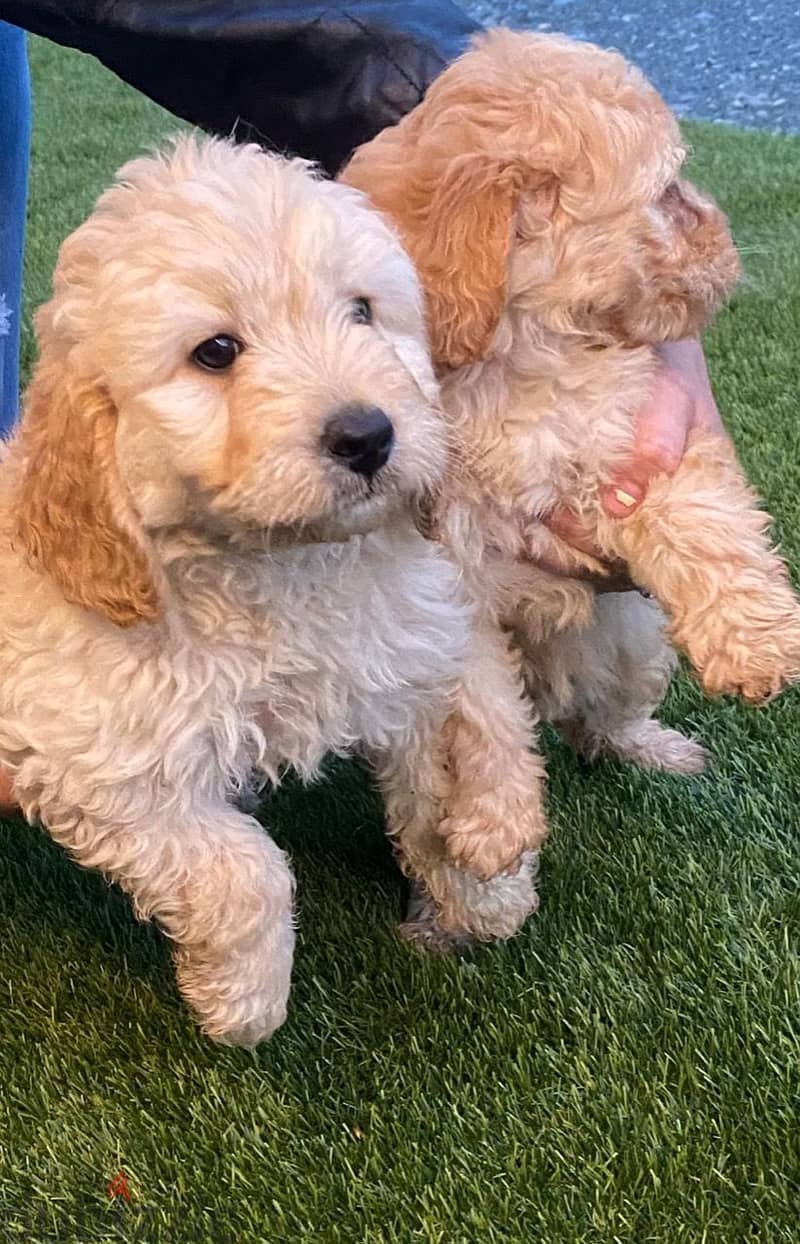 Whatsapp me +96555207281 Labradoodle puppies for sale 0