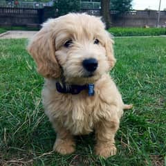 Whatsapp me +96555207281 Goldendoodle  puppies for sale