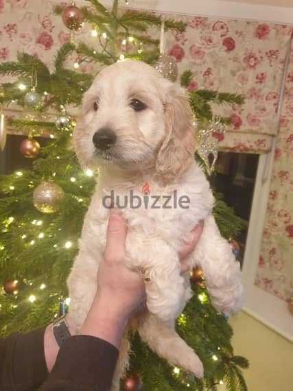 Whatsapp me +96555207281 Goldendoodle  puppies for sale 1