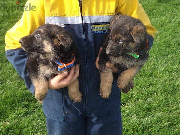 Whatsapp me +96555207281 German Shepherd puppies for sale 1