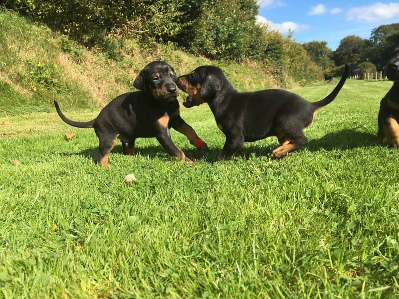 Whatsapp me +96555207281 Doberman Pinscher puppies for sale 0