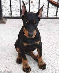 Whatsapp me +96555207281 Doberman Pinscher puppies for sale 1