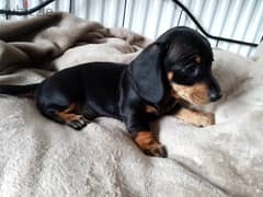 Whatsapp me +96555207281 Dachshund  puppies for sale 0