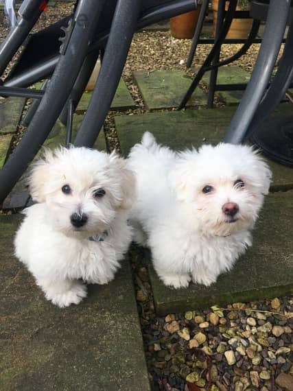 Whatsapp me +96555207281 Coton de Tulear puppies for sale 0