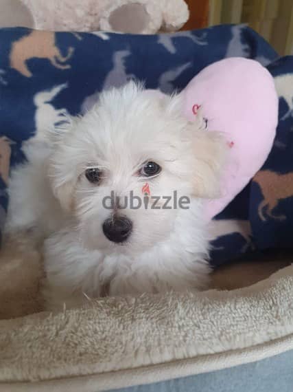 Whatsapp me +96555207281 Coton de Tulear puppies for sale 1