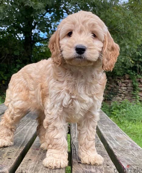 Whatsapp me +96555207281 Cavapoo puppies for sale 0