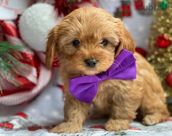 Whatsapp me +96555207281 Cavapoo puppies for sale 1